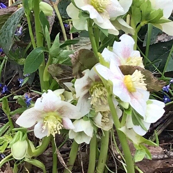 Helleborus niger Kwiat