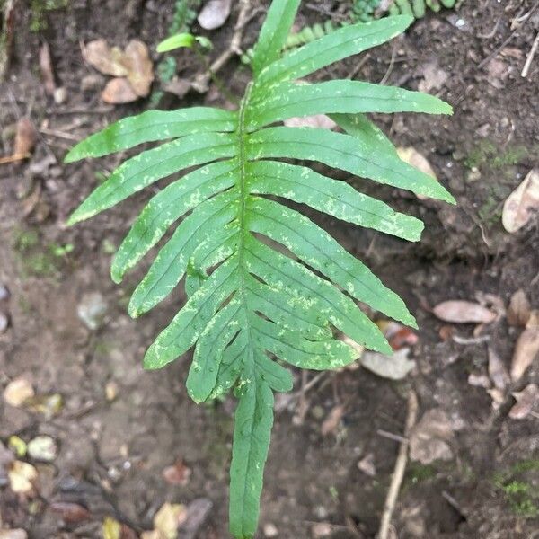 Polypodium cambricum Листок