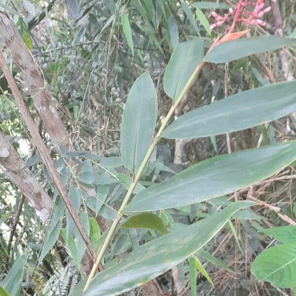 Alpinia purpurata 整株植物