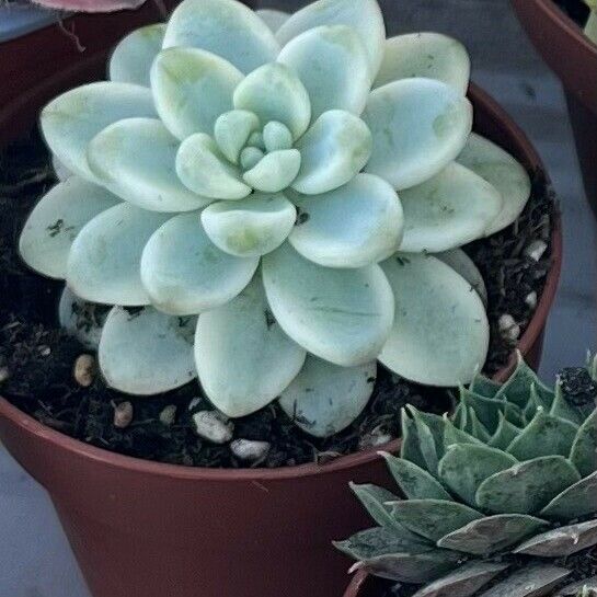 Echeveria laui Blatt