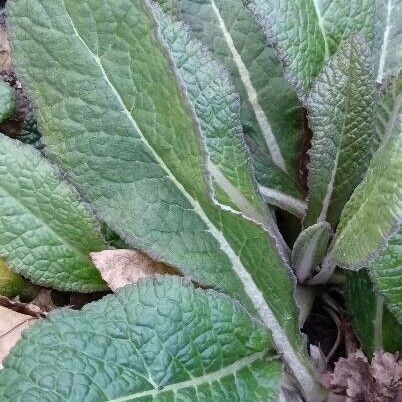 Primula × polyantha Leaf