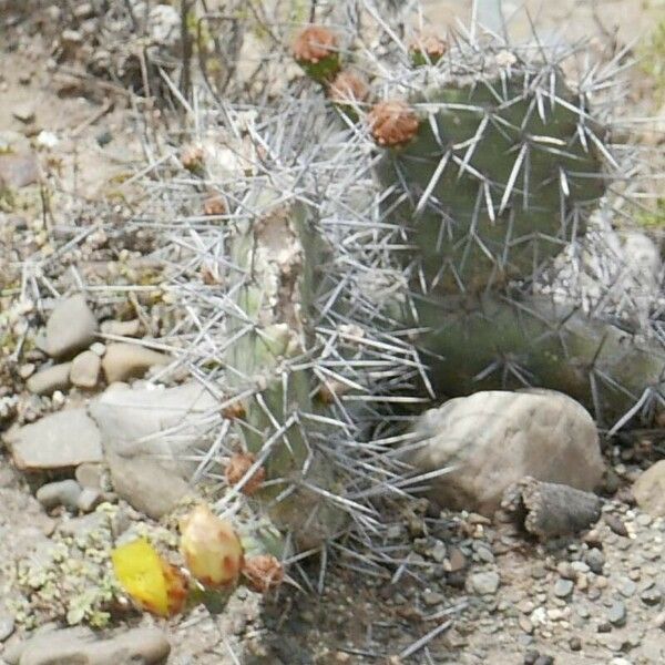 Opuntia polyacantha Flower