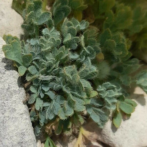 Papaver alpinum 葉