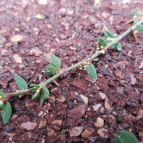 Polygonum aviculare Corteccia