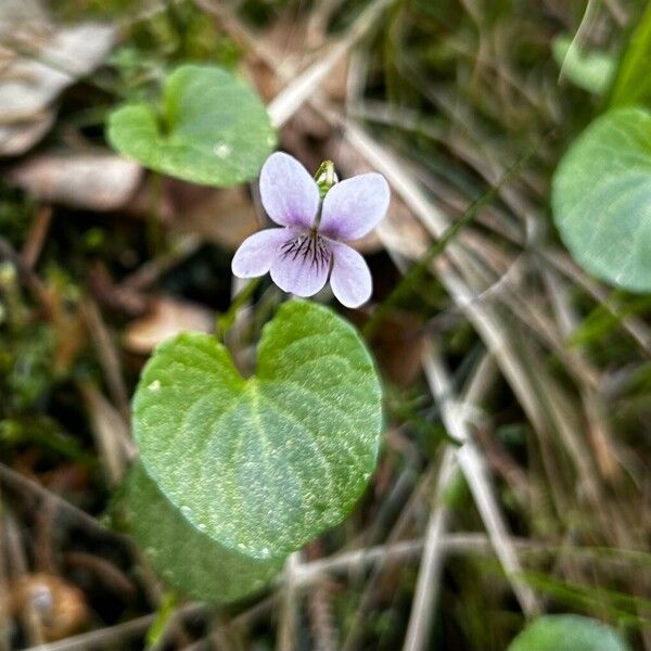 Viola palustris Kwiat