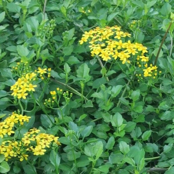 Senecio angulatus Kwiat