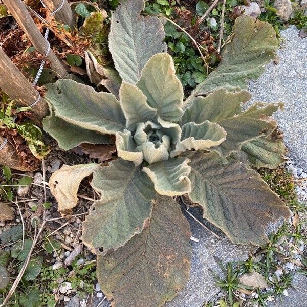 Verbascum boerhavii Yeri