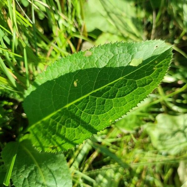 Serratula tinctoria Leaf