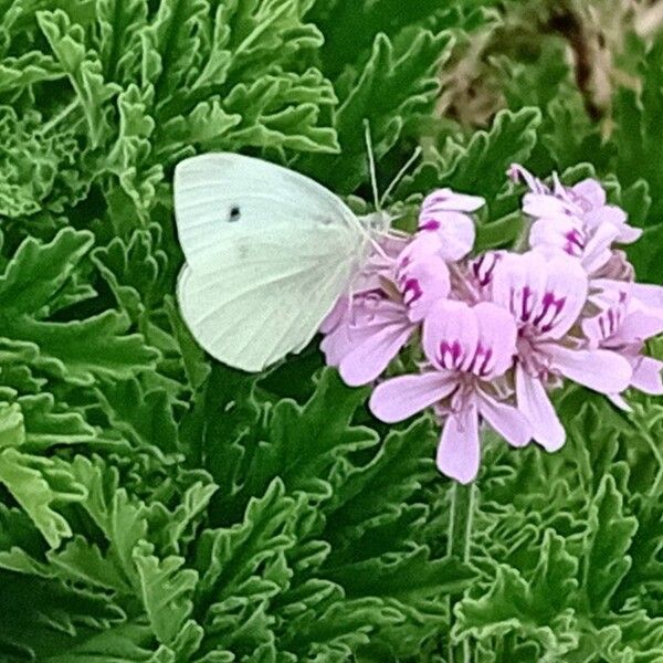 Pelargonium graveolens പുഷ്പം