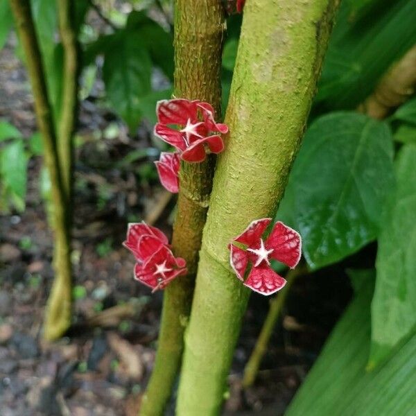 Pavonia cauliflora Fiore