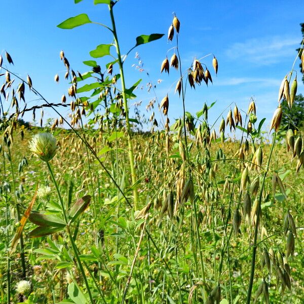 Avena sativa Elinympäristö