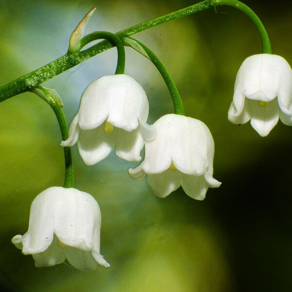 Convallaria majalis Blomma