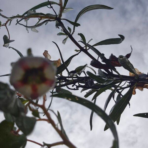 Trichodesma marsabiticum Flower