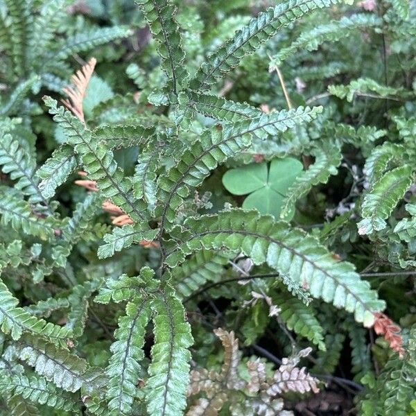 Adiantum hispidulum Leaf