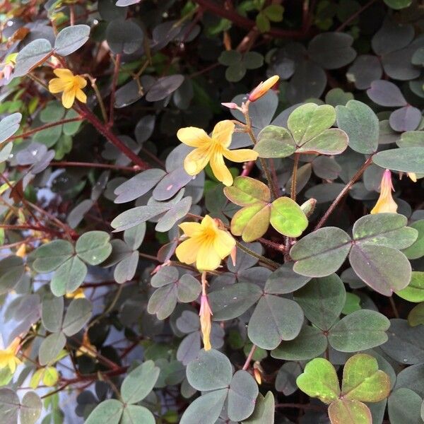 Oxalis spiralis Fleur