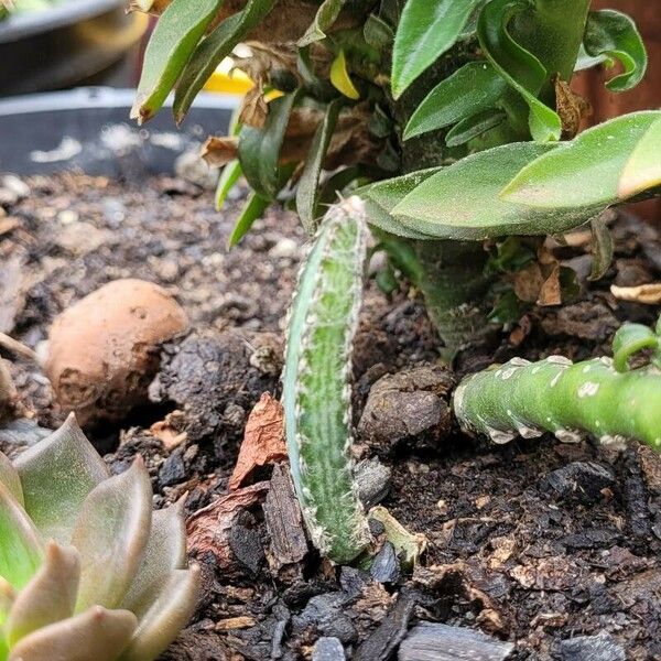 Echinocereus poselgeri Leaf