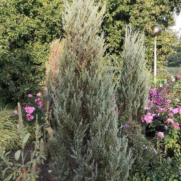 Juniperus scopulorum Habitus