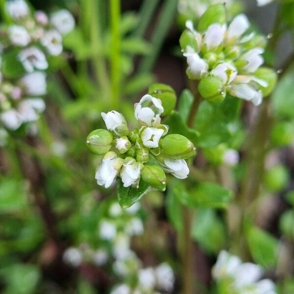 Cochlearia danica Blomma