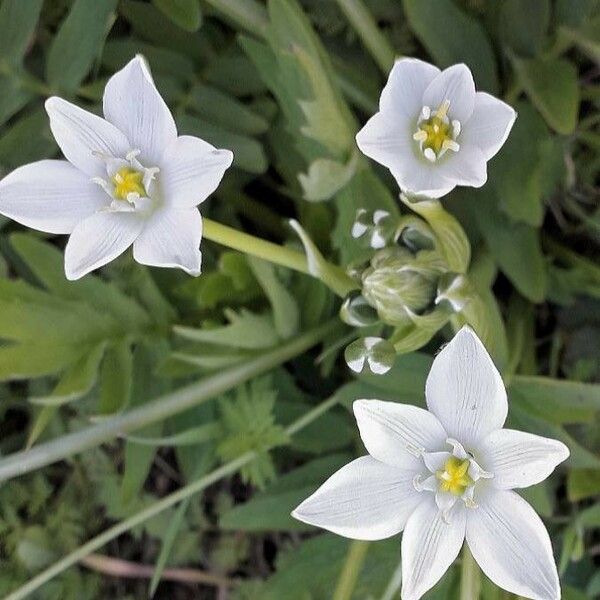 Ornithogalum umbellatum Virág