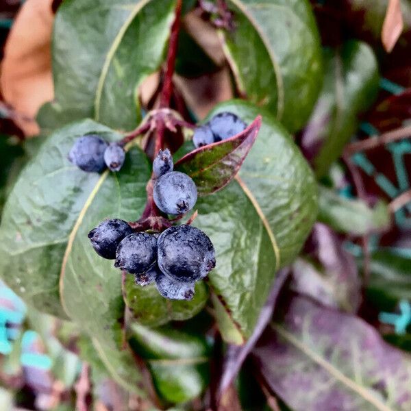 Lonicera acuminata Fruto