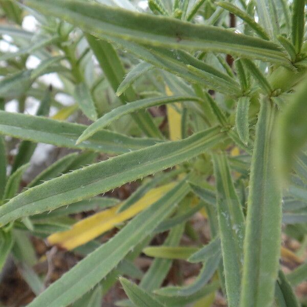 Echium aculeatum Leaf