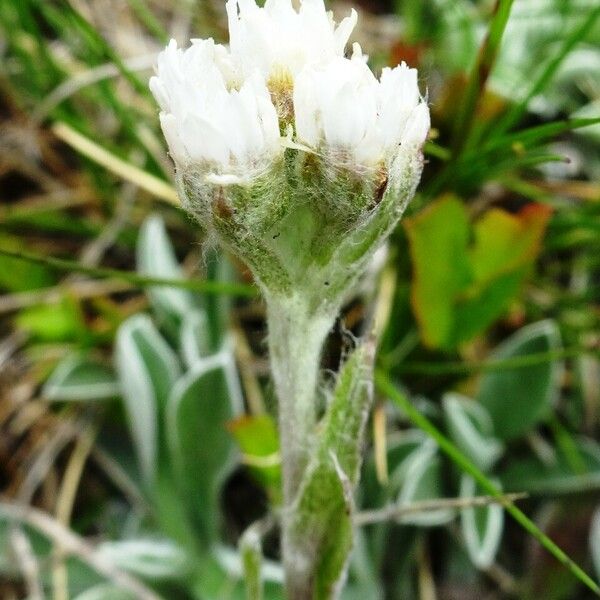 Antennaria dioica Flower