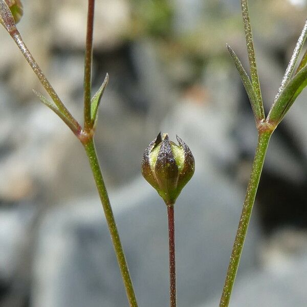 Linum catharticum Frucht