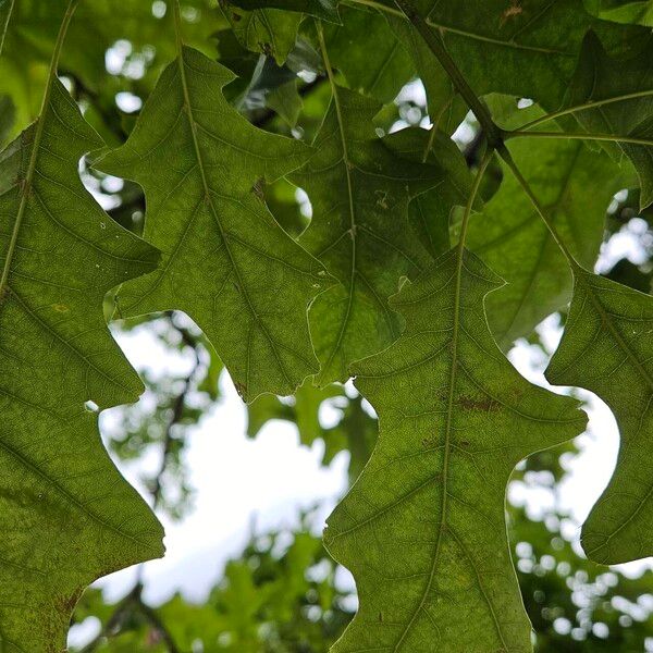 Quercus velutina Leht