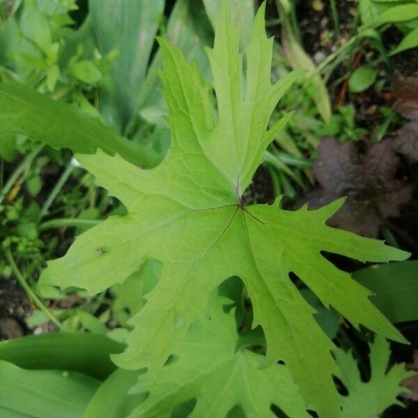 Petasites frigidus Lehti