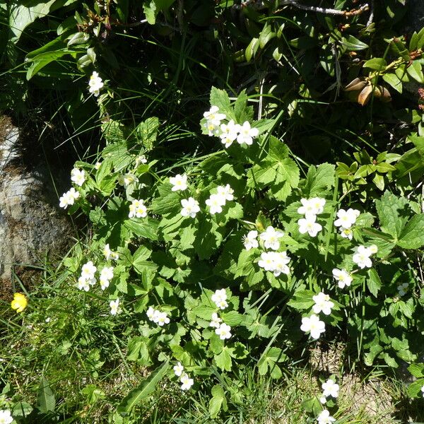 Ranunculus aconitifolius Habitus