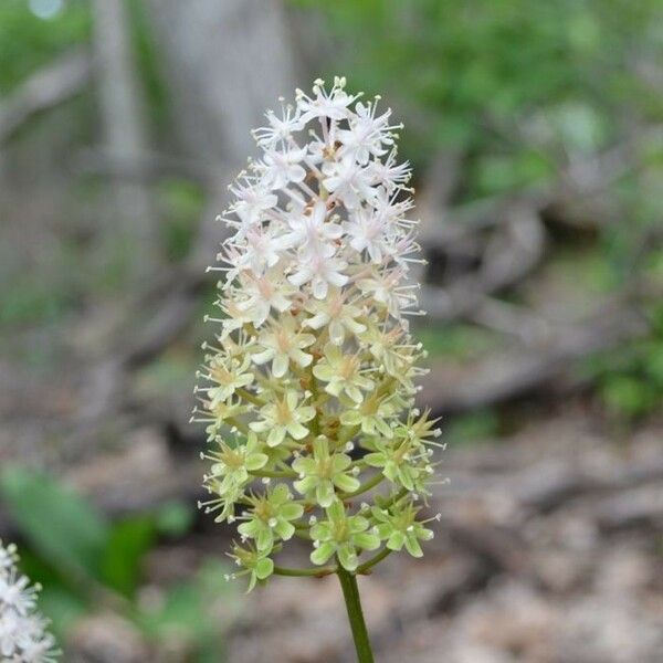 Amianthium muscitoxicum Flower