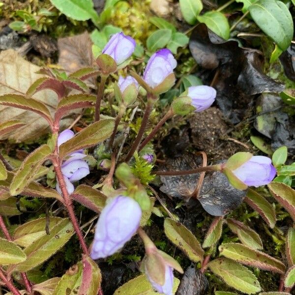 Polemonium reptans Blüte