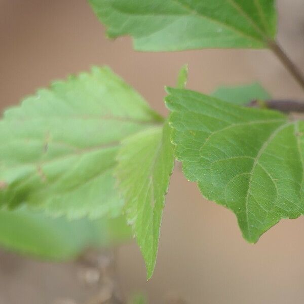 Ageratina adenophora 叶