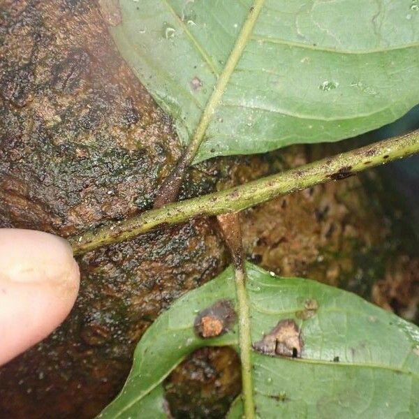 Lecaniodiscus cupanioides Leaf