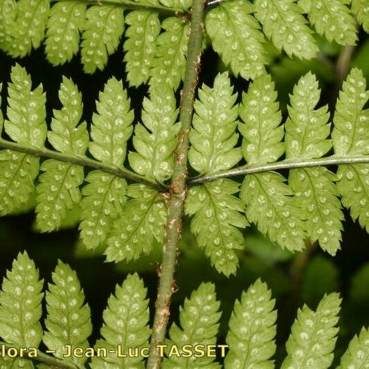 Dryopteris remota Liść