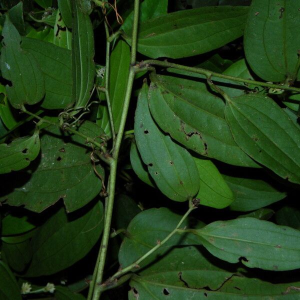 Smilax domingensis पत्ता