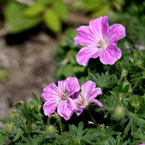 Geranium sanguineum Flower