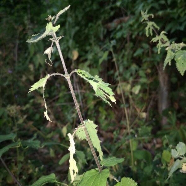 Urtica dioica Flower