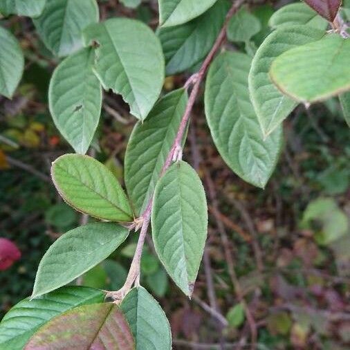 Cotoneaster coriaceus Leaf