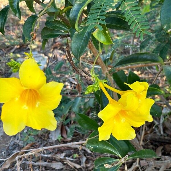 Allamanda cathartica Λουλούδι