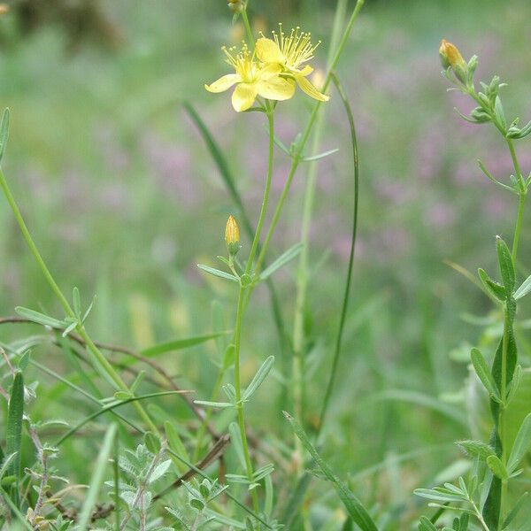 Hypericum linarioides Vekstform