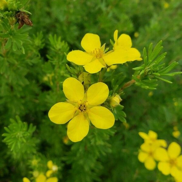 Dasiphora fruticosa Flower