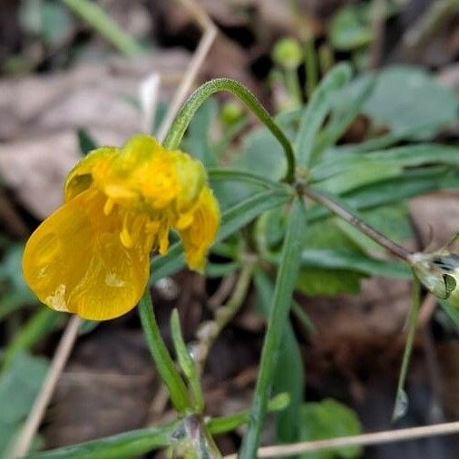 Ranunculus auricomus Flower