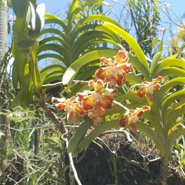 Grammatophyllum speciosum Floro