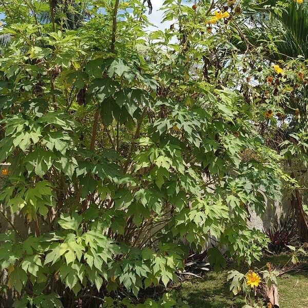 Tithonia diversifolia Habit