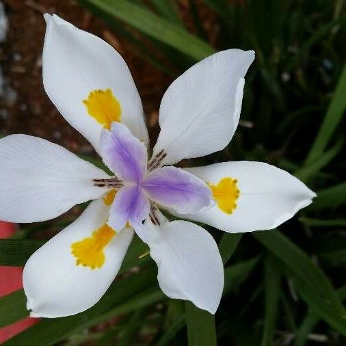 Dietes grandiflora Flower