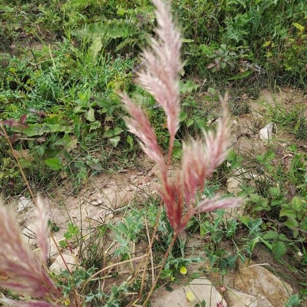 Bromus rubens 果