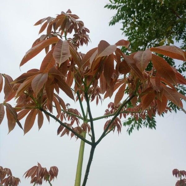 Ceiba pentandra Yaprak