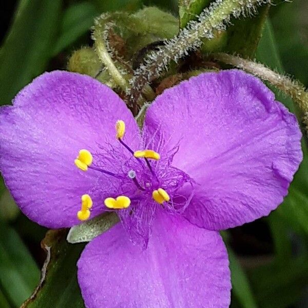 Tradescantia virginiana फूल