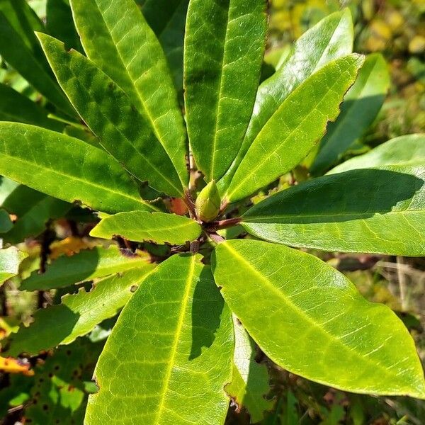 Rhododendron ponticum Lapas